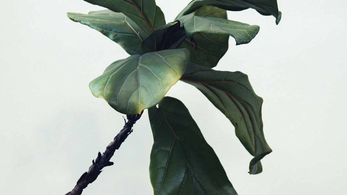 A Fiddle Leaf Fig Growing Leggy