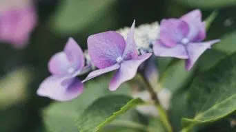 An Hydrangea Plant Growing Leggy