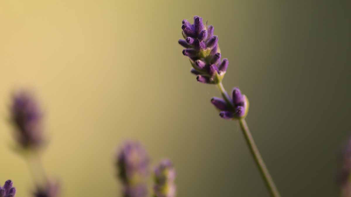 A Lavender Plant Growing Leggy