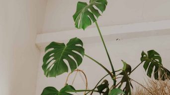 A Monstera Plant Growing Leggy