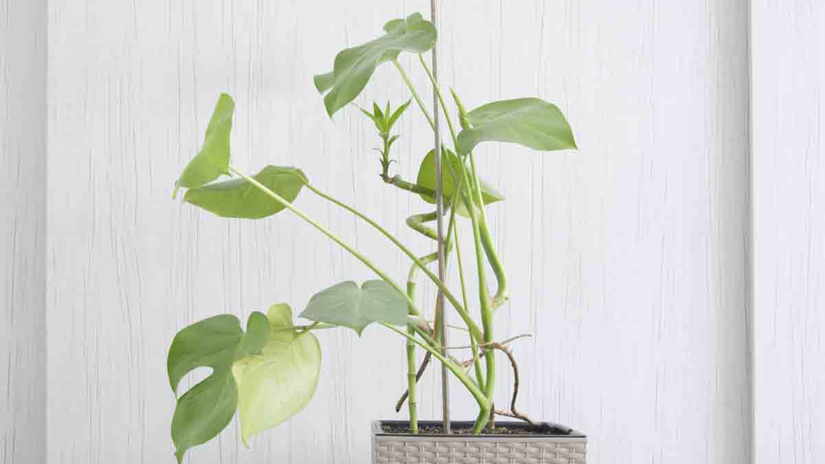 A Philodendron Growing Leggy