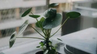 A Pilea Plant Growing Leggy