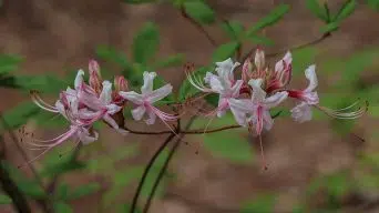 A Rhododendron growing leggy