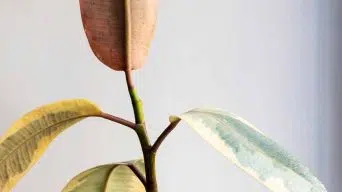 A Rubber Plant Growing Leggy