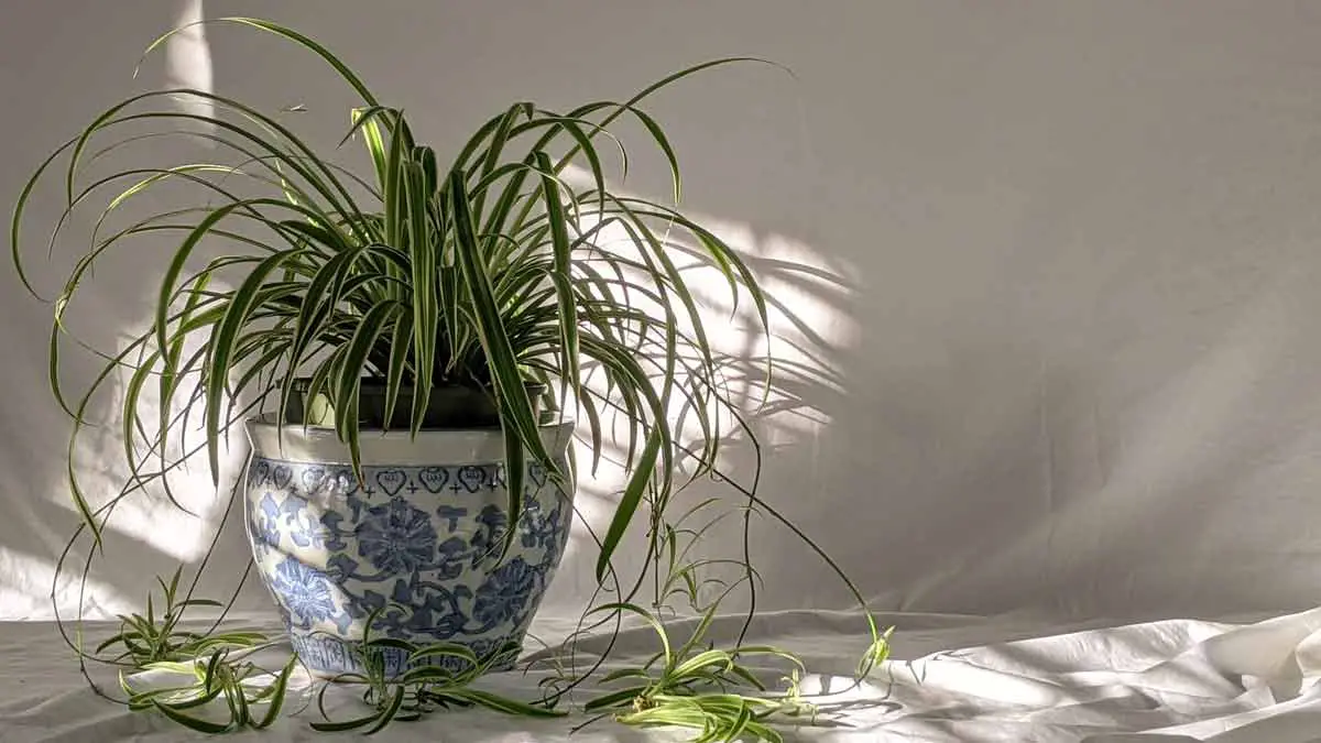 A Spider Plant Growing Leggy
