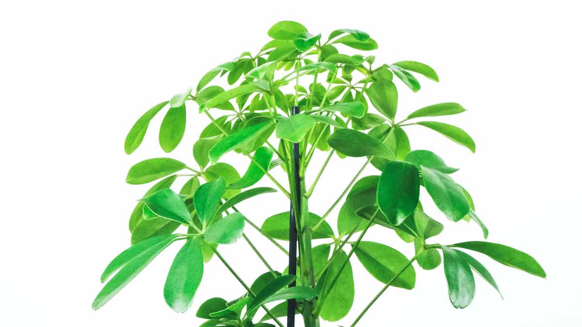 An Umbrella Plant Growing Leggy