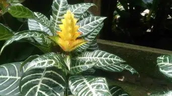 Zebra Plant