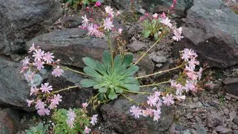 Caring for Lewisia Cotyledon (Siskiyou Lewisia)