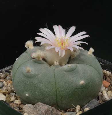 Peyote Cactus (Lophophora Williamsii)