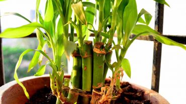 Lucky Bamboo Root Rot
