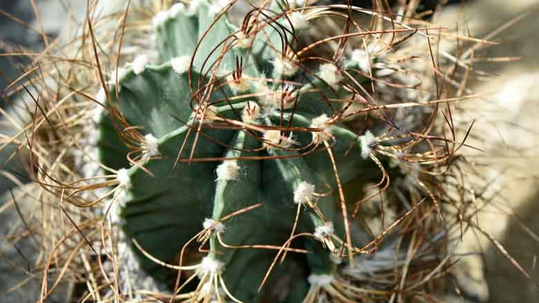 Cactus Plant with Mealybugs