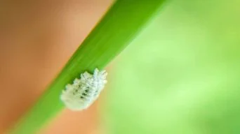 Monstera with Mealybugs