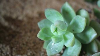Succulent with Mealybugs