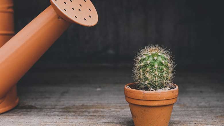 How Often Do You Water a Mini Cactus