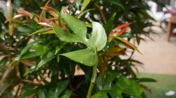 Caring for the Mini Monstera Plant