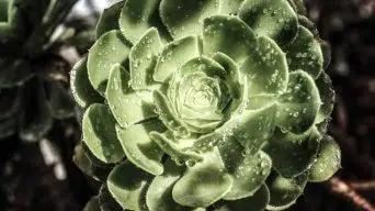 Misting Succulents and Cactus