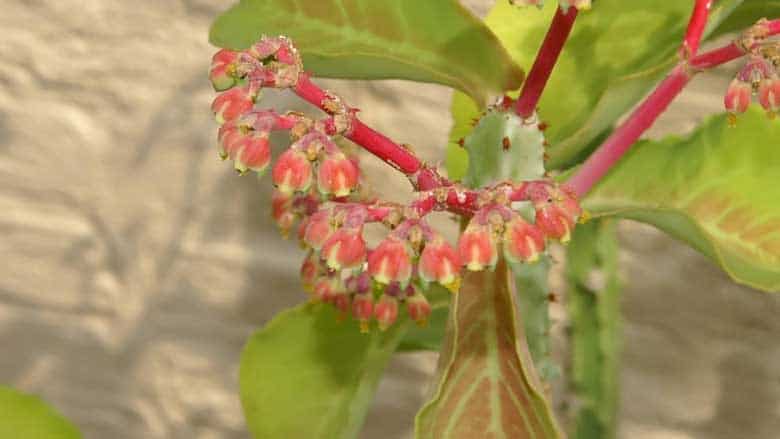 Monadenium Magnificum