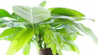 Money Tree Drooping Leaves