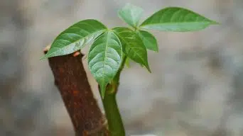 Money Tree with Browning Leaves