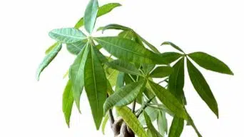 Money Tree White Leaves