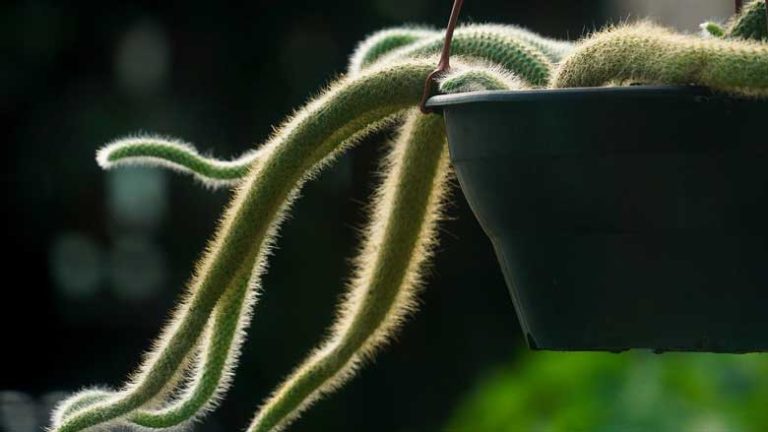 Monkey Tail Cactus Care and Propagation: A Guide to Succulent Success