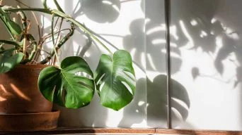 The Aerial Roots of a Monstera