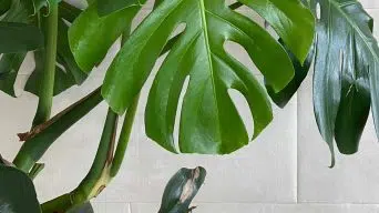 Air Layering a Monstera plant