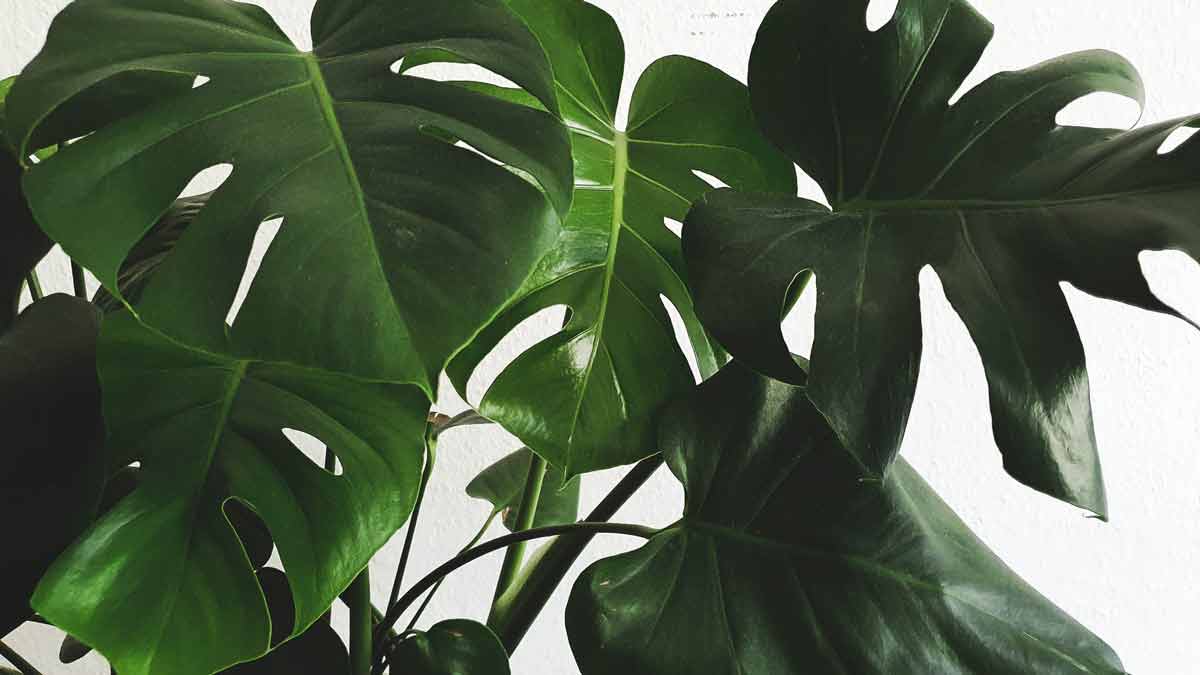A Monstera Plant that is Dying