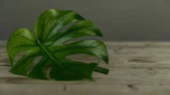 A Monstera plant falling over