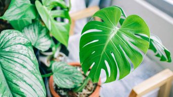 Caring for an Indoor Monstera