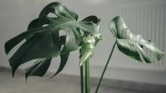 Growth Stages of a Monstera Leaf