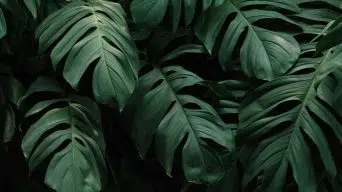 Monstera Curled Leaves