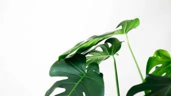 Monstera Drooping Leaves