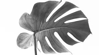 Monstera Black Leaves