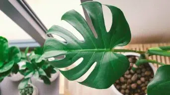 Growing Monstera in Leca