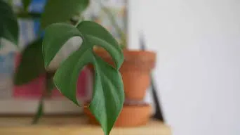 Propagating the Monstera Minima