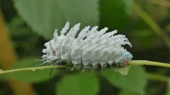 Monstera plant with pests