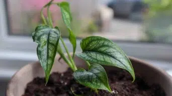 Caring for a Monstera Siltepecana