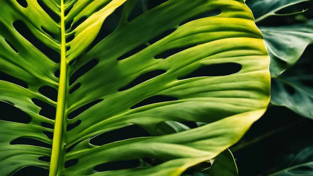 Monstera yellowing leaf