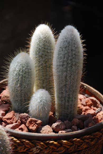 Old Man Cactus (Cephalocereus senilis)