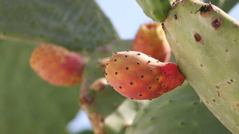 Opuntia Cactus