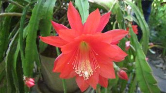 Caring for Orchid Cactus