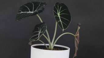 Overwatering an Alocasia Plant