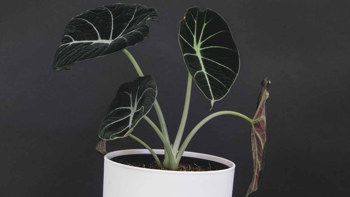 Overwatering an Alocasia Plant