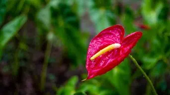 Overwatering Anthurium Plants