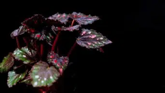 Overwatering Begonia Plants