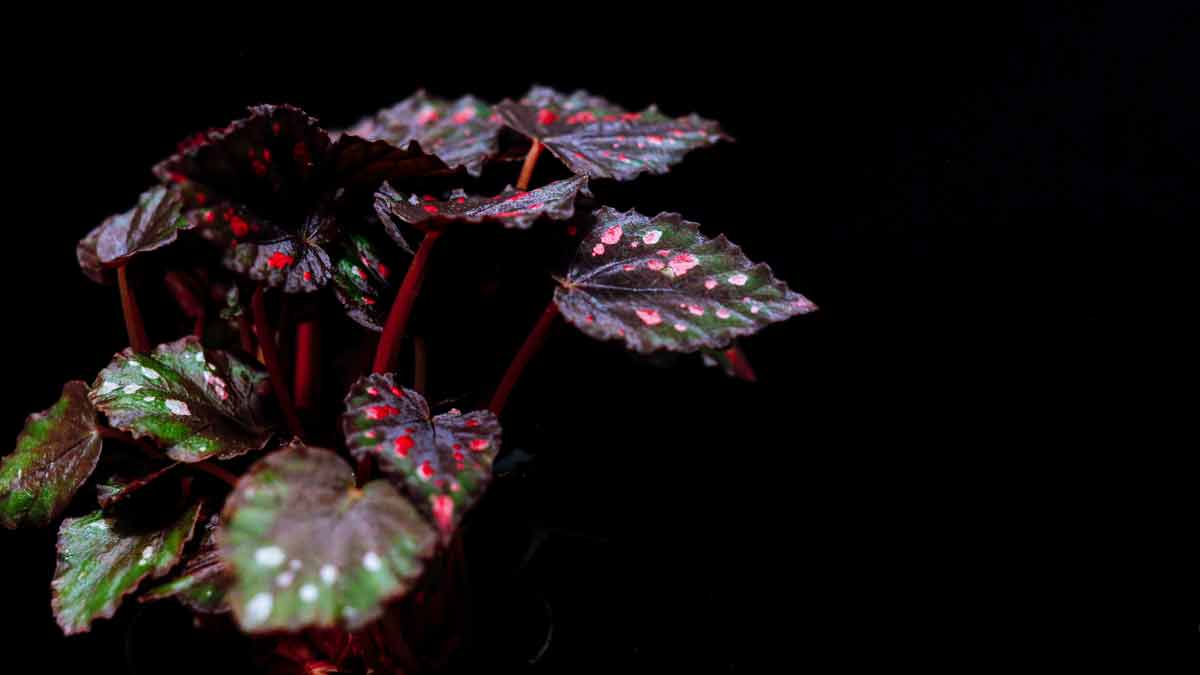 Overwatering Begonia Plants