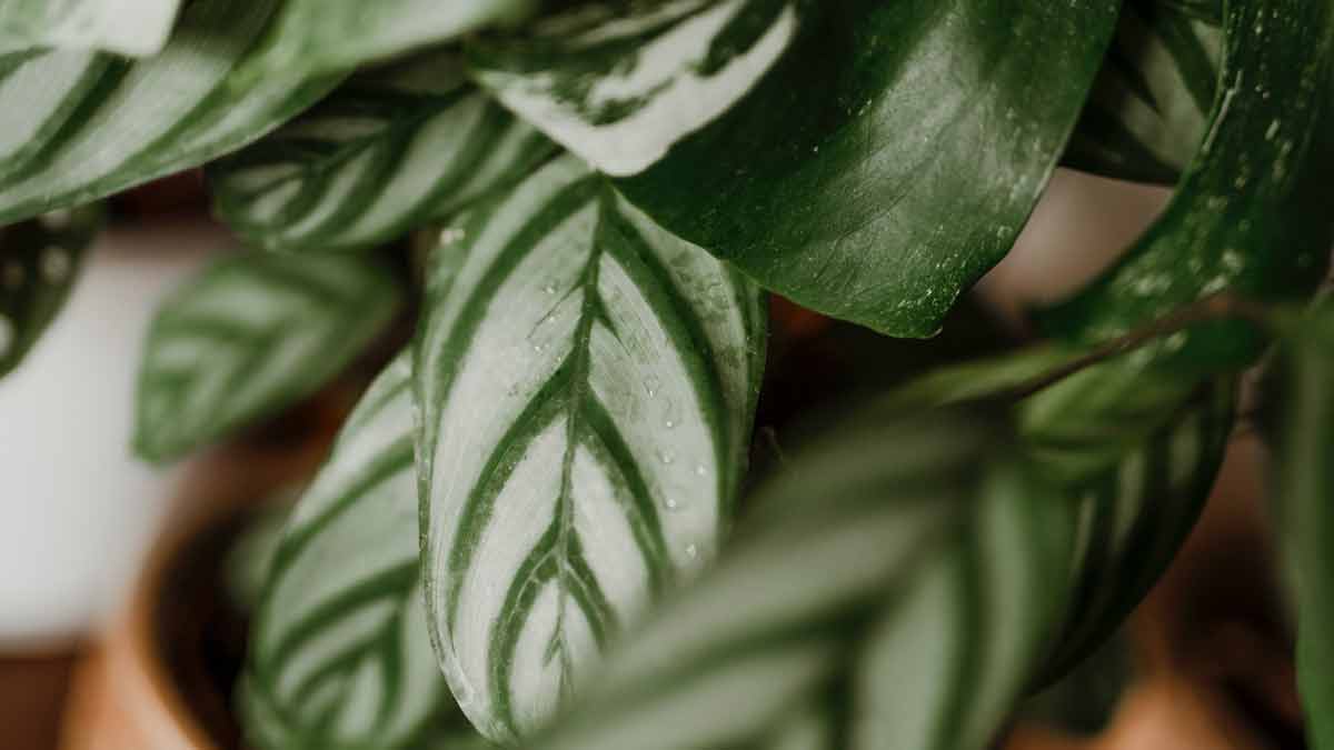 Overwatering a Calathea Plant