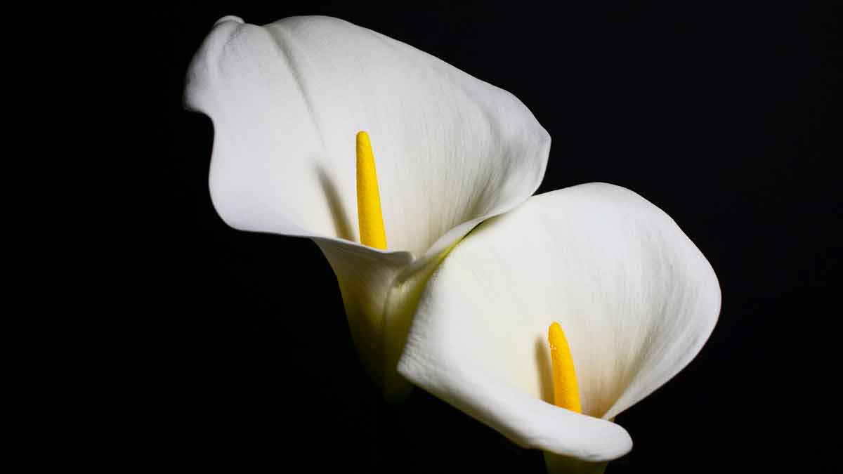 Overwatering a Calla Lily Plant