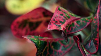 Overwatering a Croton plant
